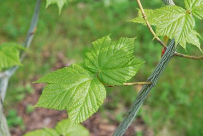 Acer pensylvanicum - javor pensylvánský - jarní listy (2)